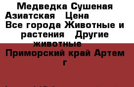 Медведка Сушеная Азиатская › Цена ­ 1 400 - Все города Животные и растения » Другие животные   . Приморский край,Артем г.